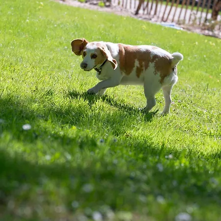 Ancien Moulin Avec Jacuzzi *