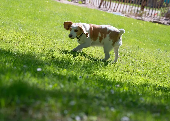 Ancien Moulin Avec Jacuzzi *